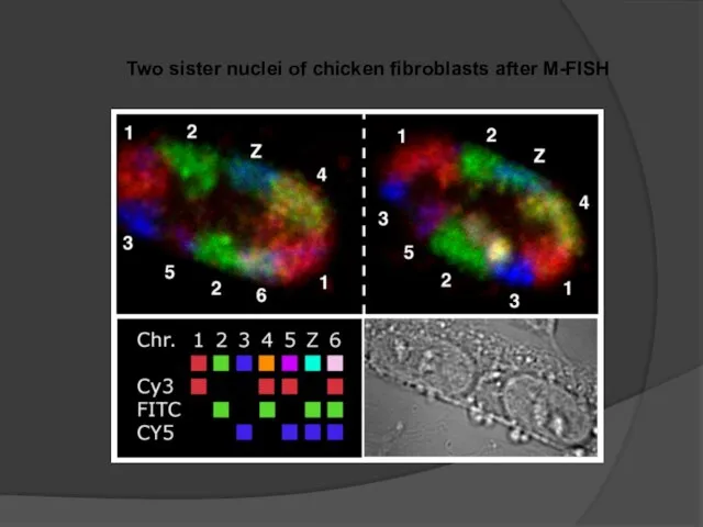 Two sister nuclei of chicken fibroblasts after M-FISH