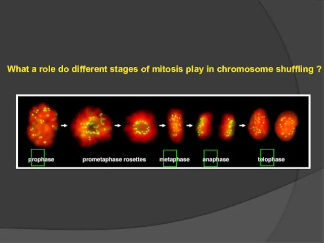 What a role do different stages of mitosis play in chromosome