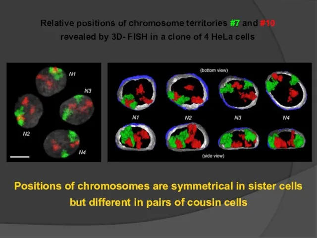 Relative positions of chromosome territories #7 and #10 revealed by 3D-