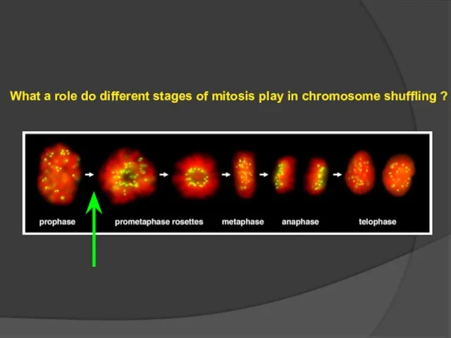 What a role do different stages of mitosis play in chromosome shuffling ?