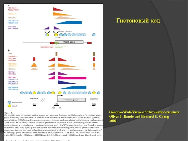 Гистоновый код Genome-Wide Views of Chromatin Structure Oliver J. Rando and Howard Y. Chang 2009