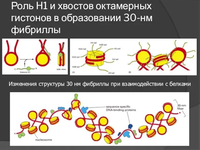 Роль H1 и хвостов октамерных гистонов в образовании 30-нм фибриллы Изменения