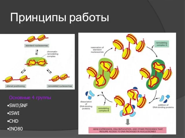 Принципы работы Основные 4 группы SWI\SNF ISWI CHD INO80