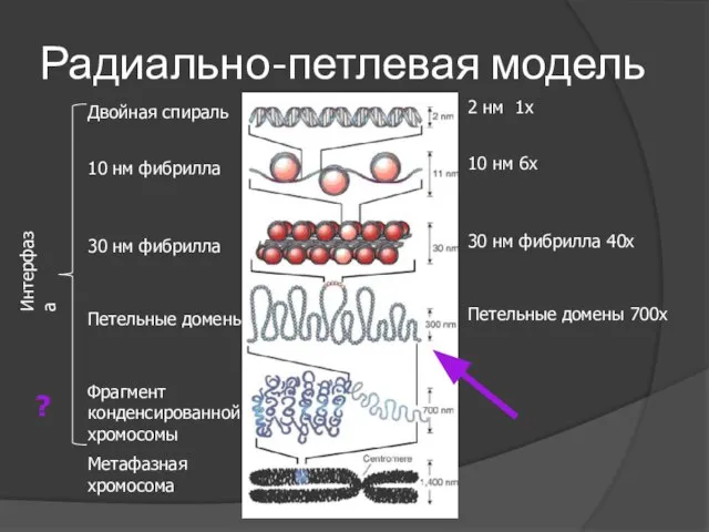 Радиально-петлевая модель Двойная спираль 10 нм фибрилла 30 нм фибрилла Петельные