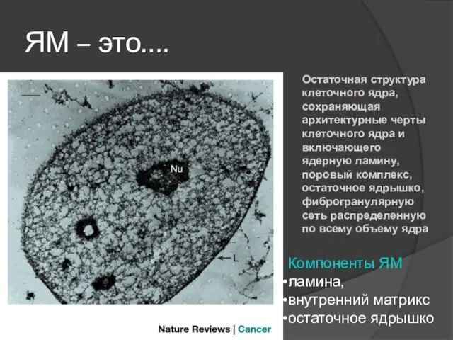 ЯМ – это…. Компоненты ЯМ ламина, внутренний матрикс остаточное ядрышко Остаточная