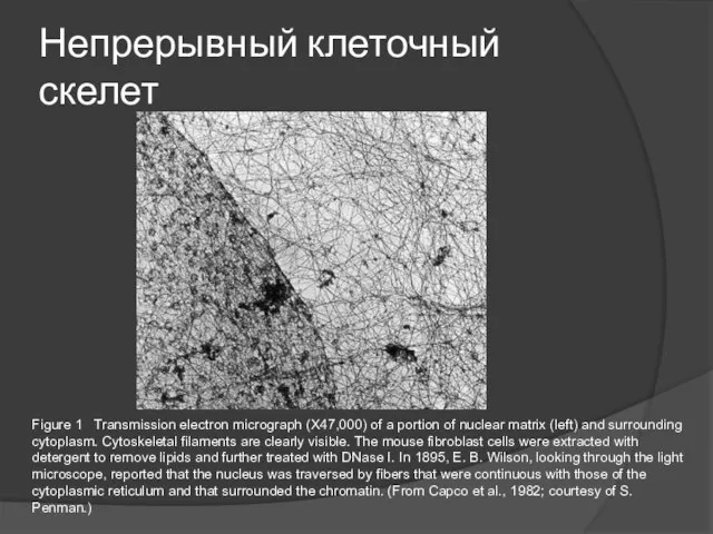 Непрерывный клеточный скелет Figure 1 Transmission electron micrograph (X47,000) of a