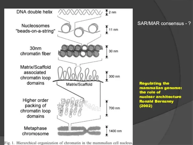 Regulating the mammalian genome: the role of nuclear architecture Ronald Berezney (2002) SAR/MAR consensus - ?