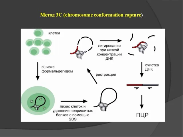 Метод 3С (chromosome conformation capture)