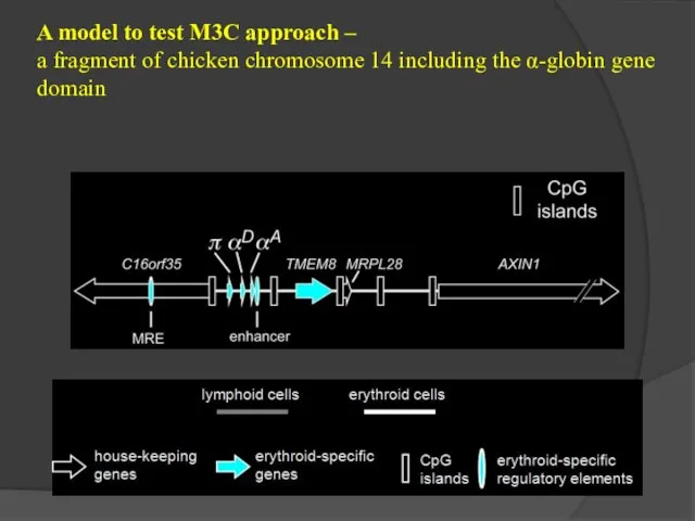 A model to test M3C approach – a fragment of chicken