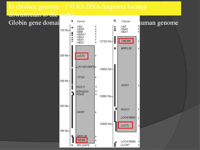 In chicken genome ~170 Kb DNA fragment located downstream to the