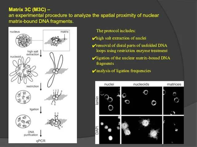 Matrix 3C (M3C) – an experimental procedure to analyze the spatial