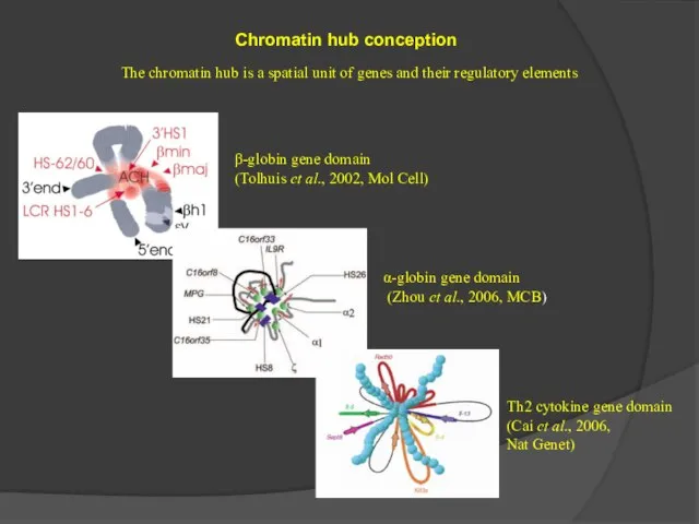 Chromatin hub conception The chromatin hub is a spatial unit of