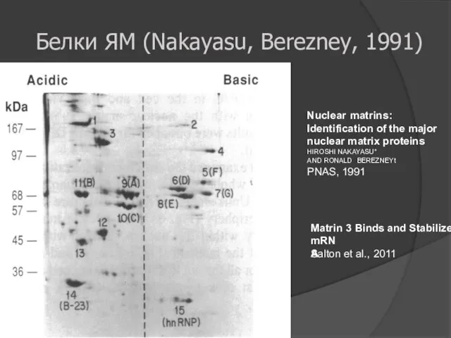 Nuclear matrins : Identification of the major nuclear matrix proteins HIROSHI