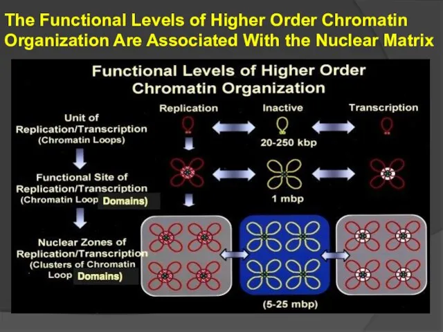 The Functional Levels of Higher Order Chromatin Organization Are Associated With the Nuclear Matrix