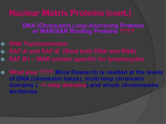 Nuclear Matrix Proteins (cont.) DNA (Chromatin) Loop Anchoring Proteins or MAR/SAR