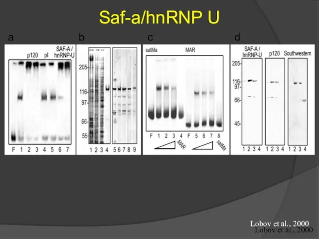 Saf-a/hnRNP U a b c d Lobov et al., 2000 Lobov et al., 2000