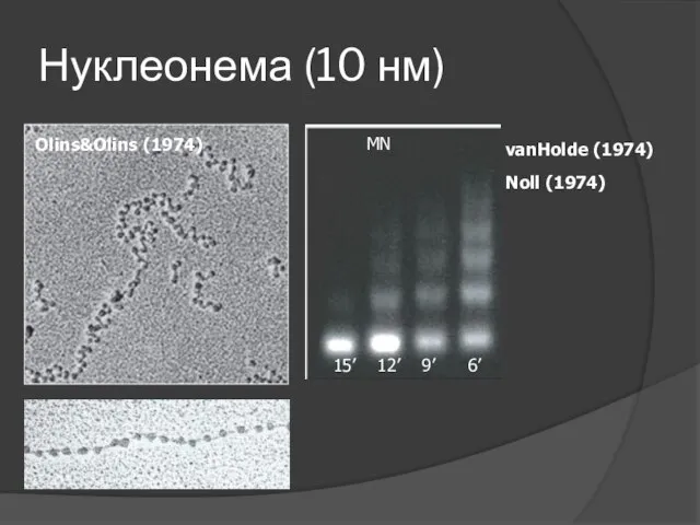 Нуклеонема (10 нм) 15’ 12’ 9’ 6’ MN Olins&Olins (1974) vanHolde (1974) Noll (1974)