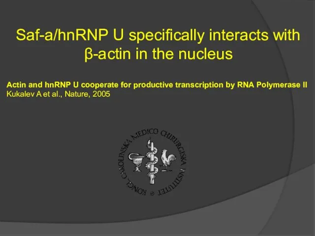 Saf-a/hnRNP U specifically interacts with β-actin in the nucleus Actin and