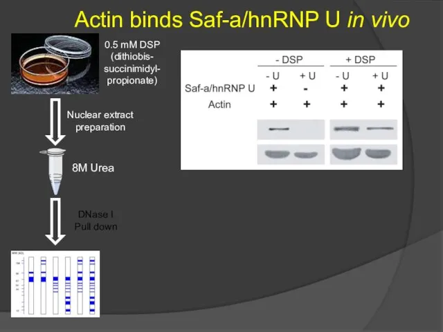 Actin binds Saf-a/hnRNP U in vivo 0.5 mM DSP (dithiobis- succinimidyl-