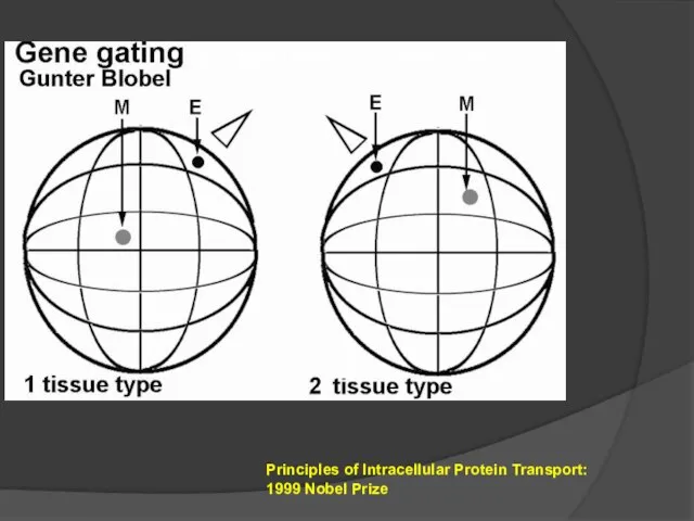 : a hypothesis PNAS, 1985 Principles of Intracellular Protein Transport: 1999 Nobel Prize