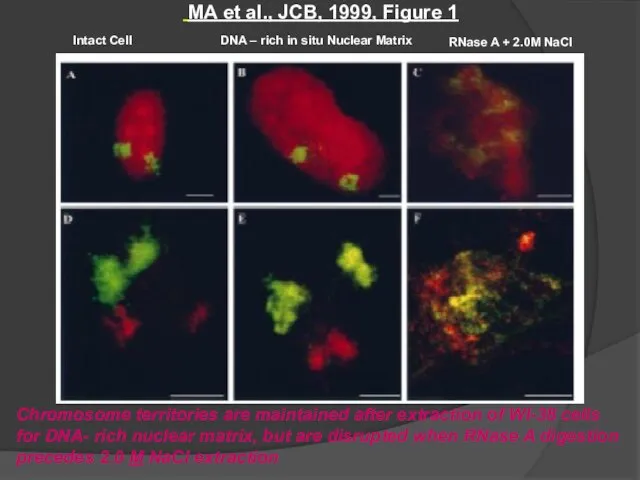 MA et al., JCB, 1999, Figure 1 Chromosome territories are maintained