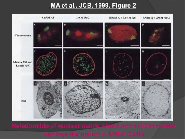 MA et al., JCB, 1999, Figure 2 Relationship of nuclear matrix