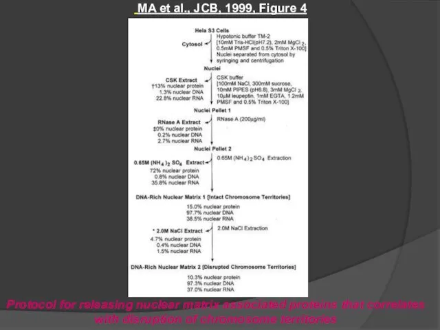 MA et al., JCB, 1999, Figure 4 Protocol for releasing nuclear