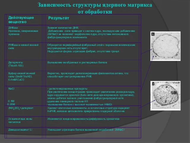 Зависимость структуры ядерного матрикса от обработки 0.1M 0.35M