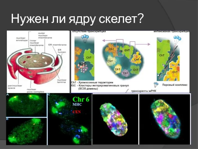 Нужен ли ядру скелет? Chr 6 MHC CEN