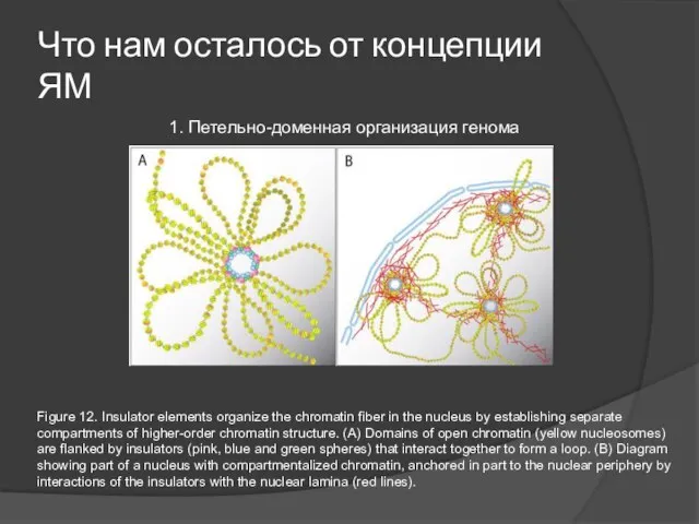 Что нам осталось от концепции ЯМ 1. Петельно-доменная организация генома Figure