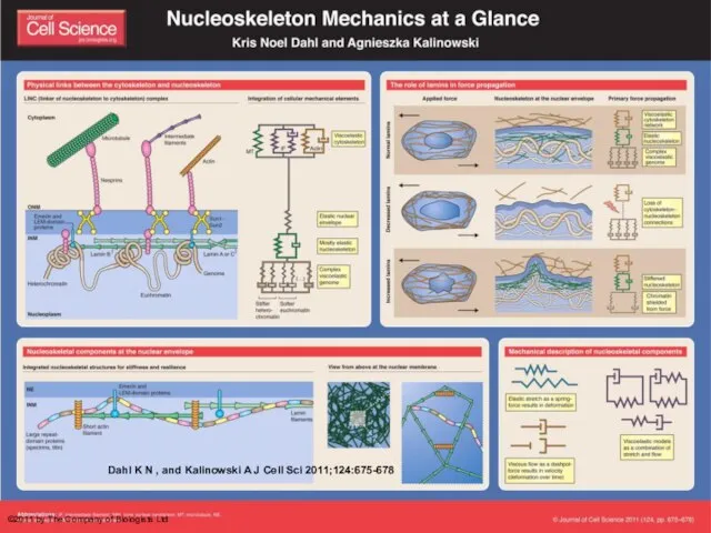 Dahl K N , and Kalinowski A J Cell Sci 2011;124:675-678