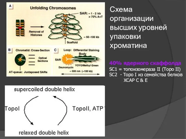 Схема организации высших уровней упаковки хроматина 40% ядерного скаффолда SC1 =