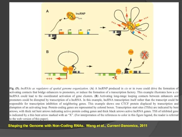 Shaping the Genome with Non-Coding RNAs. Wang et al., Current Genomics, 2011