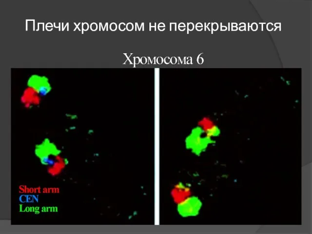 Плечи хромосом не перекрываются