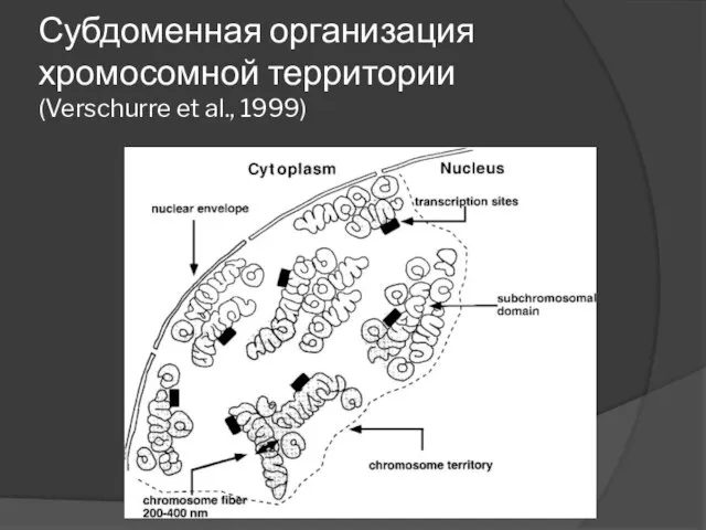 Субдоменная организация хромосомной территории (Verschurre et al., 1999)