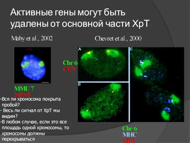 Активные гены могут быть удалены от основной части ХрТ Вся ли