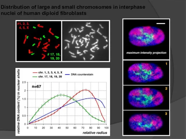 Distribution of large and small chromosomes in interphase nuclei of human diploid fibroblasts