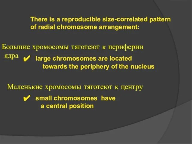 There is a reproducible size-correlated pattern of radial chromosome arrangement: large