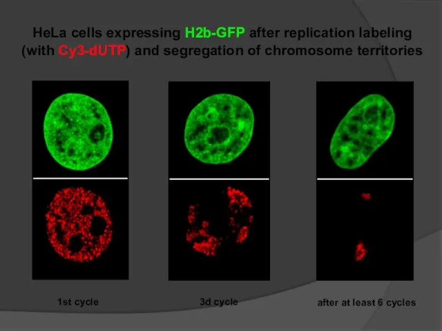 1st cycle 3d cycle after at least 6 cycles HeLa cells