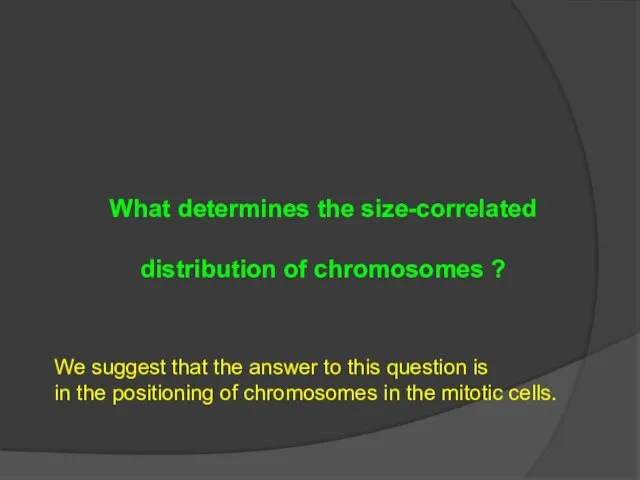 What determines the size-correlated distribution of chromosomes ? We suggest that