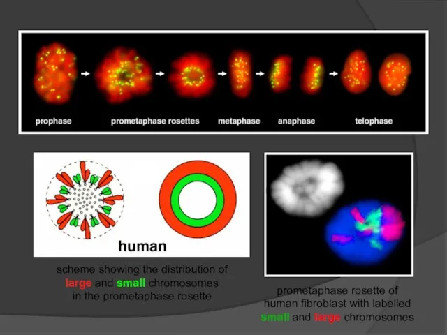 prometaphase rosette of human fibroblast with labelled small and large chromosomes