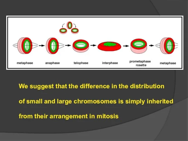 We suggest that the difference in the distribution of small and