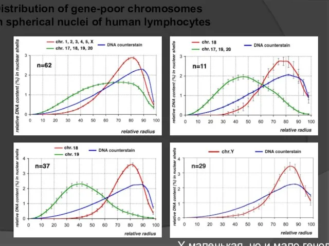 Distribution of gene-poor chromosomes in spherical nuclei of human lymphocytes Y маленькая, но и мало генов