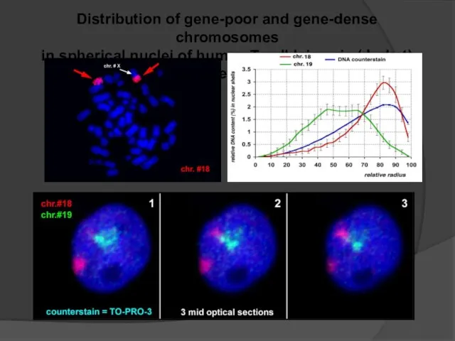 Distribution of gene-poor and gene-dense chromosomes in spherical nuclei of human T-cell leicemia (Jurkat) cells