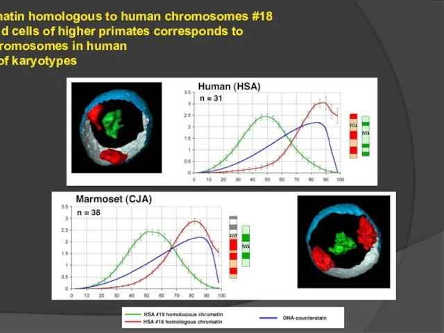 The distribution of chromatin homologous to human chromosomes #18 and #19
