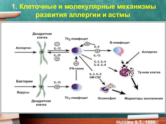 1. Клеточные и молекулярные механизмы развития аллергии и астмы Holgate S.T., 1999.