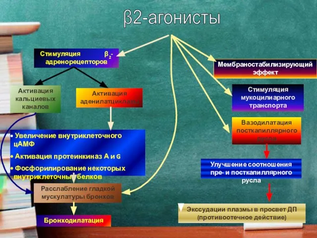 Мембраностабилизирующий эффект Стимуляция мукоцилиарного транспорта Вазодилатация посткапиллярного русла Стимуляция β2-адренорецепторов Улучшение