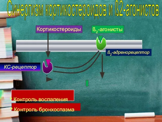 ß2-адренорецептор КС-рецептор Синергизм кортикостероидов и ß2-агонистов