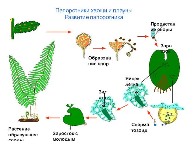 Папоротники хвощи и плауны Развитие папоротника Растение образующее споры Образование спор