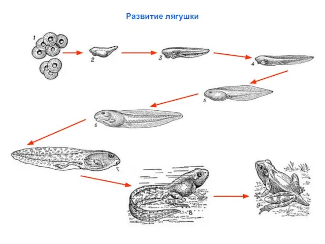 Развитие лягушки